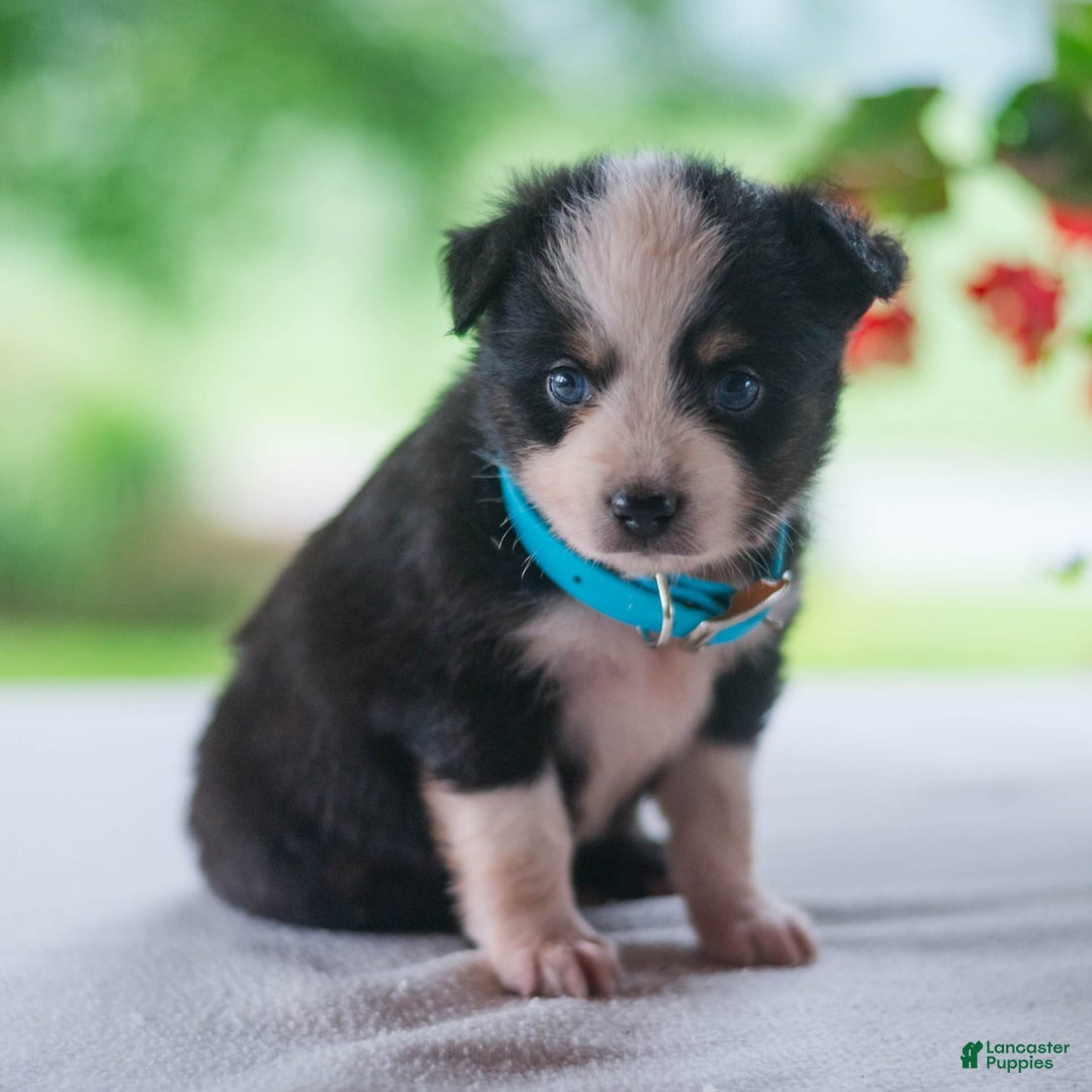 Miniature Australian Shepherd dogs for sale: Twinkle - Image 1