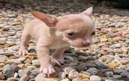 Chihuahua dogs for sale: Chihuahua 5 puppies - Image 13