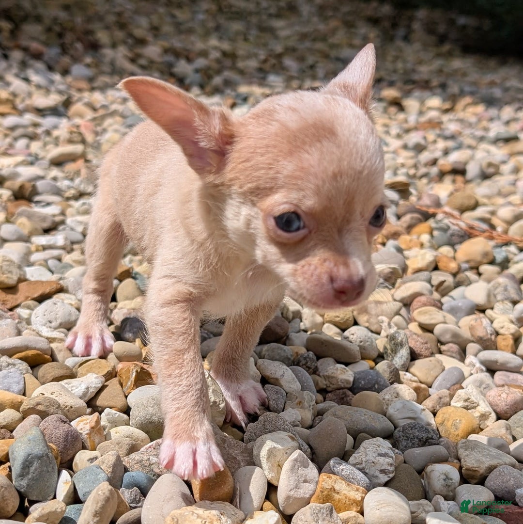 Chihuahua dogs for sale: Chihuahua 5 puppies - Image 13