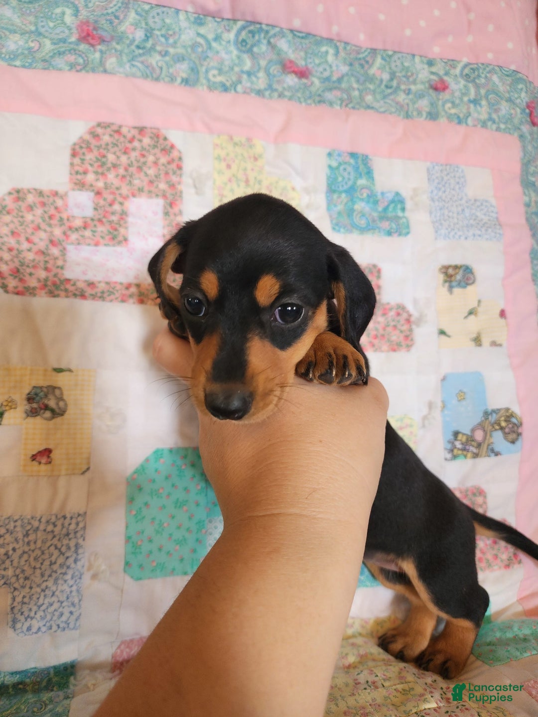 Miniature Dachshund dogs for sale: Peach - Image 15