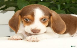 Beagle dogs for sale: Porter - Image 1