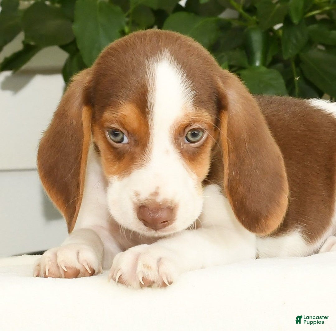 Beagle dogs for sale: Porter - Image 1