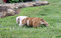 English Bulldog dogs for sale: Whitney - Image 14