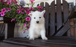 German Shepherd dogs for sale: Jordan - Image 2