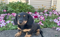 Miniature Dachshund dogs for sale: Miles - Image 6