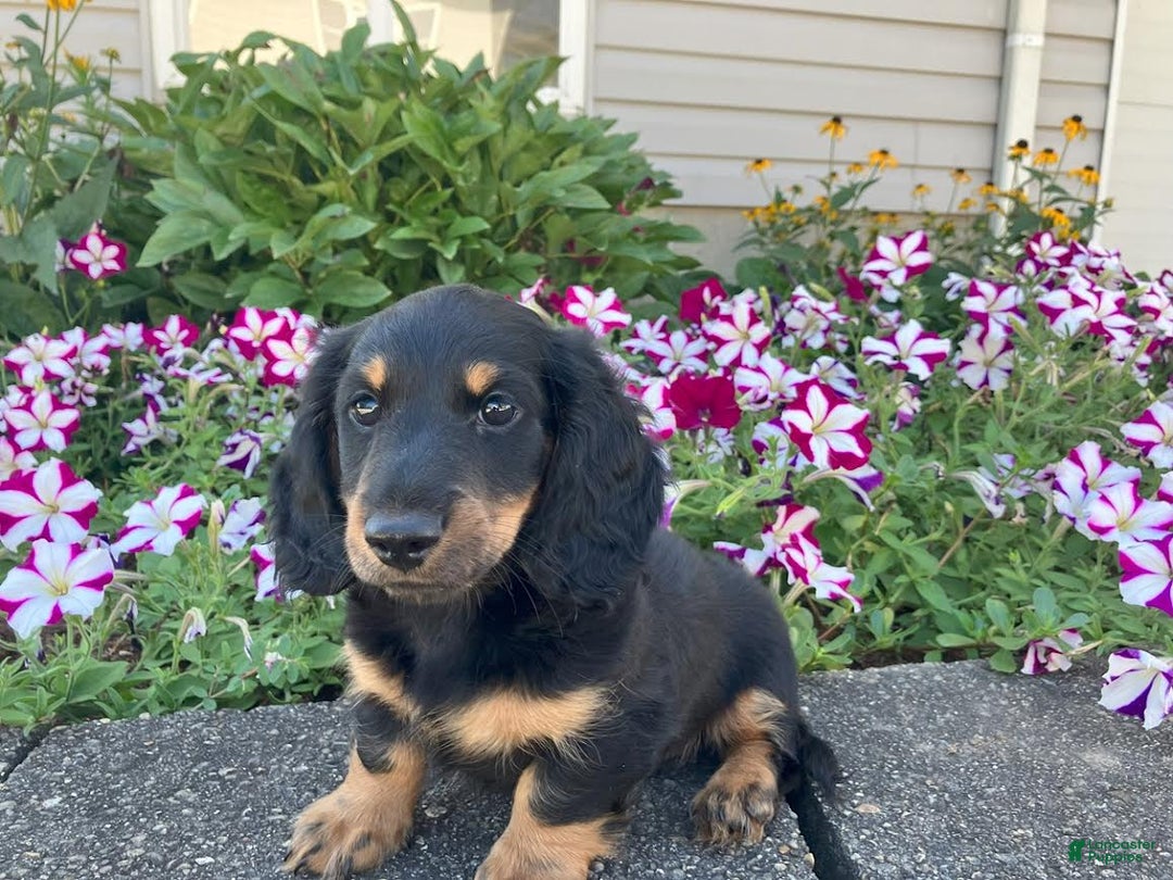 Miniature Dachshund dogs for sale: Miles - Image 6