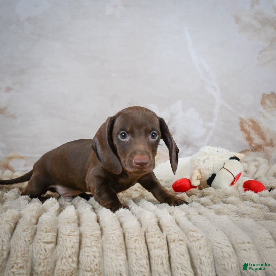 Miniature Dachshund dogs for sale: Duke - Image 4