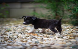 Pomchi dogs for sale: Pomchi 4 puppies - Image 15
