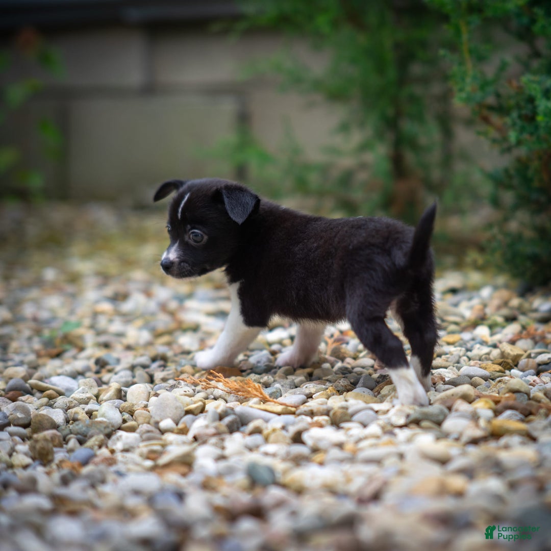 Pomchi dogs for sale: Pomchi 4 puppies - Image 15