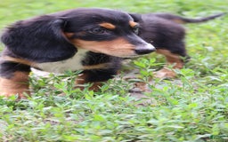 Miniature Dachshund dogs for sale: Duke - Image 1