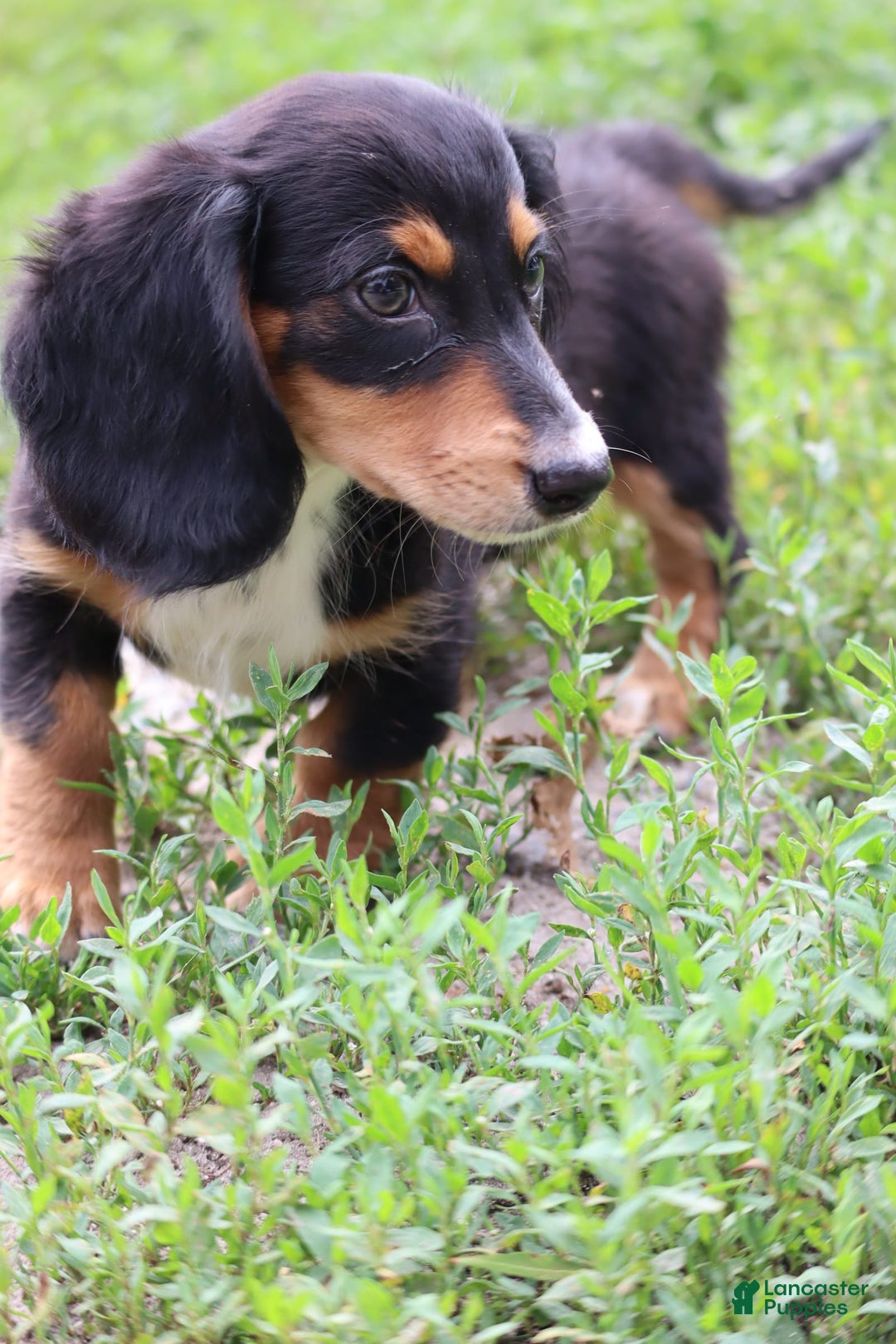 Miniature Dachshund dogs for sale: Duke - Image 1