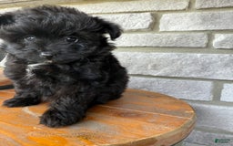 Pomapoo dogs for sale: Maddy - Image 13
