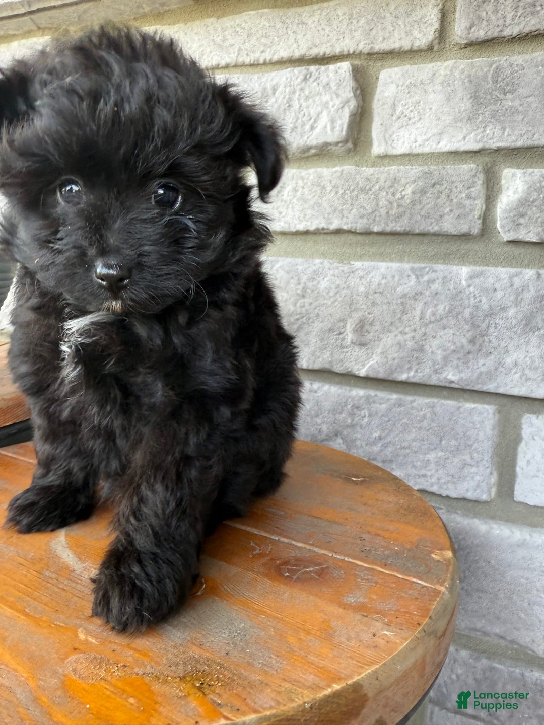 Pomapoo dogs for sale: Maddy - Image 13