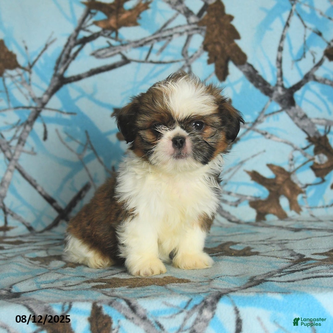 Shih Tzu dogs for sale: Stella - Image 5
