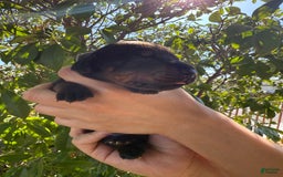 Doberman Pinscher dogs for sale: Yellow Collar - Image 9