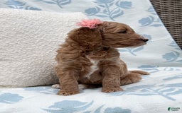 Goldendoodle dogs for sale: Virginia - Image 10