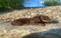 Miniature Dachshund dogs for sale: Beans - Image 3