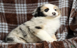 Australian Shepherd dogs for sale: Barley - Image 6