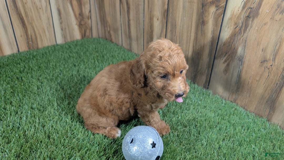Miniature Poodle dogs for sale: Little Honey Girl 2 - Image 2