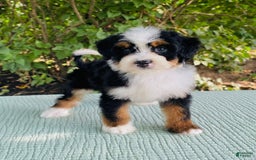 Bernedoodle dogs for sale: Ace - Image 5
