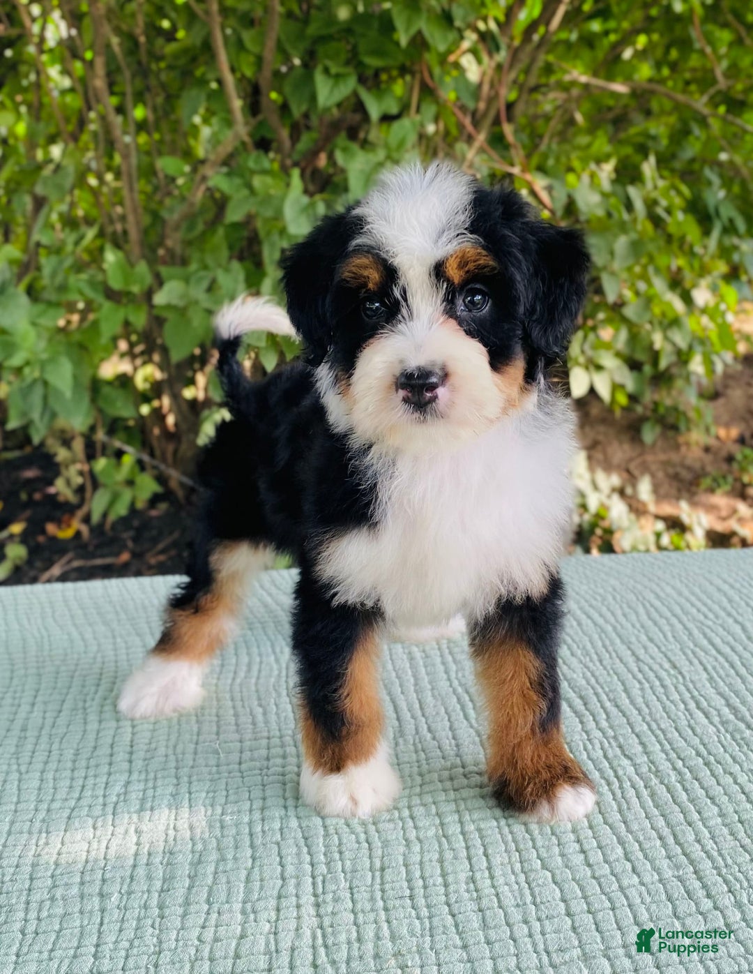 Bernedoodle dogs for sale: Ace - Image 5