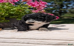 Mini Bernedoodle dogs for sale: Sienna - Image 15