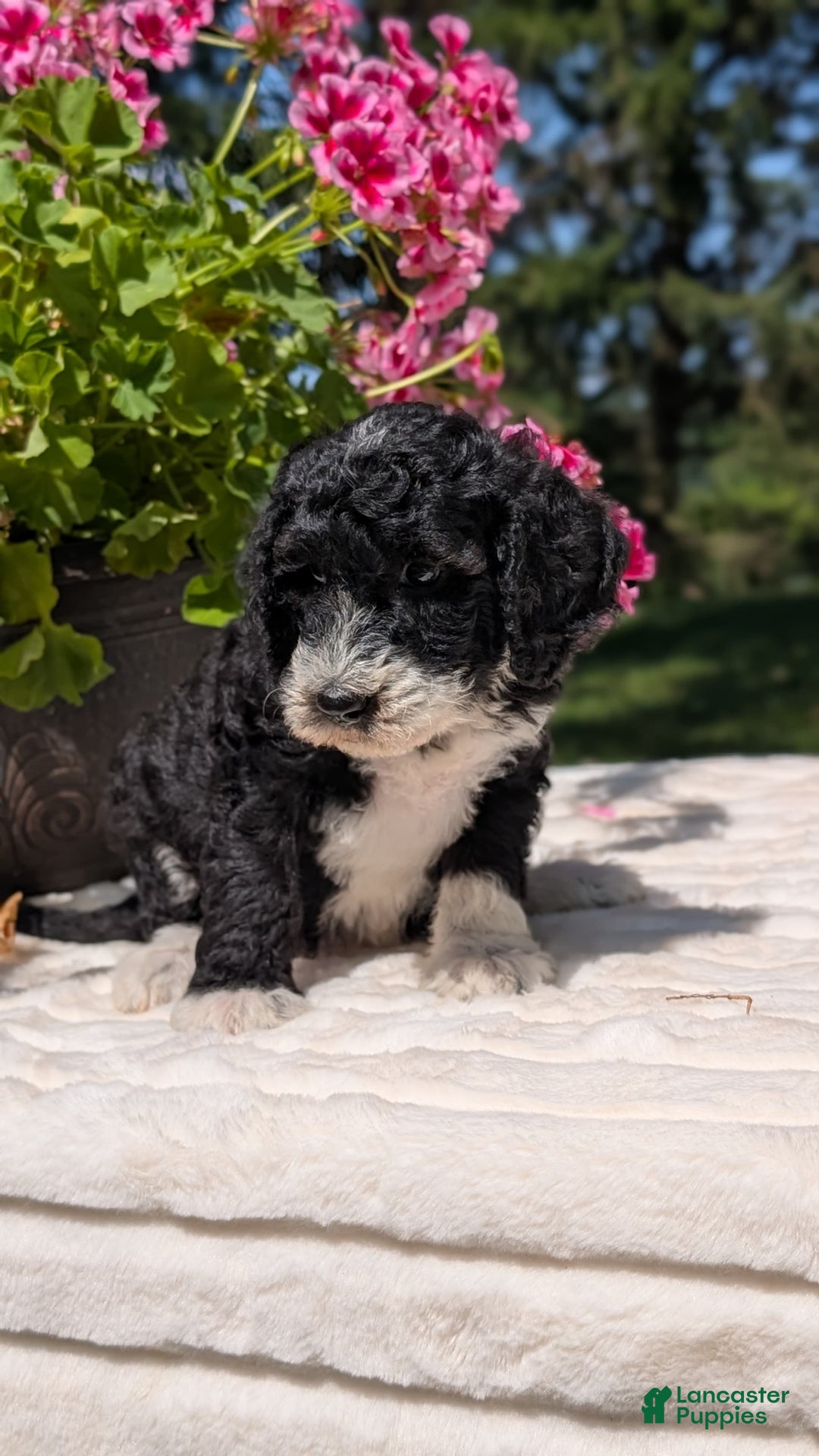 Mini Bernedoodle dogs for sale: Sienna - Image 15