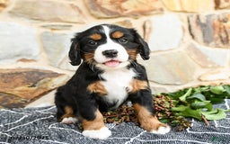 Miniature Bernese Mountain Dog dogs for sale: Magnolia - Image 4