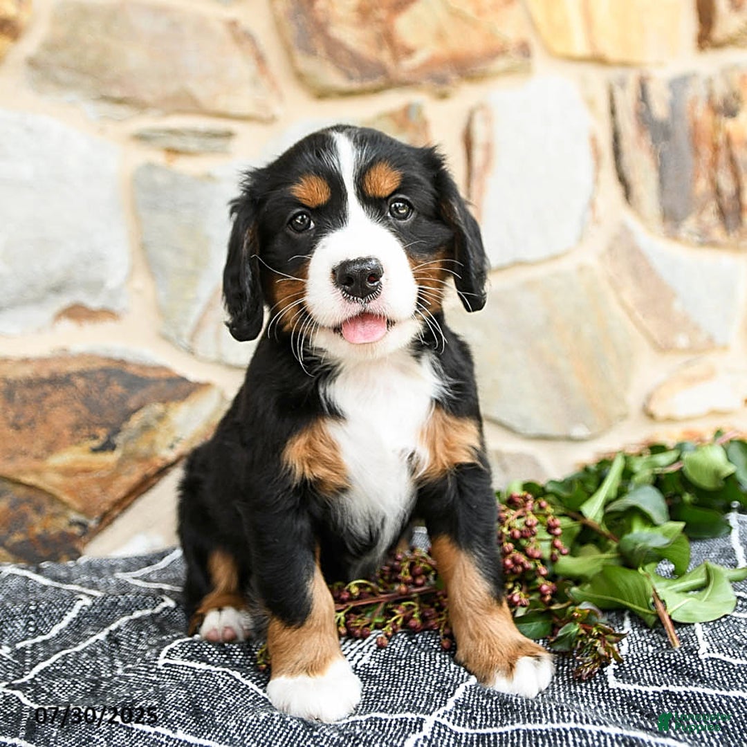Miniature Bernese Mountain Dog dogs for sale: Magnolia - Image 4