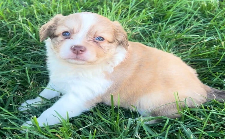 Mini Aussiedoodle dogs for sale - Ad 2