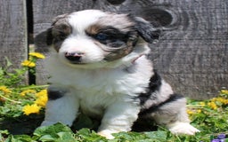 Miniature Australian Shepherd dogs for sale: Marshall - Image 6