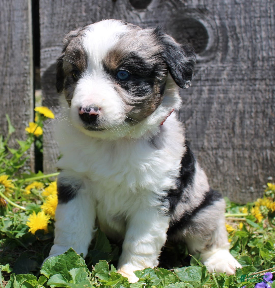 Miniature Australian Shepherd dogs for sale: Marshall - Image 6