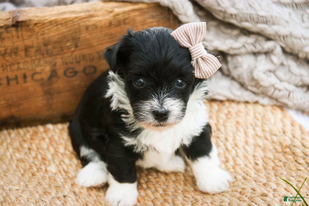Havanese dogs for sale: Robin - Image 8