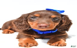 Miniature Dachshund dogs for sale: Lucky - Image 9