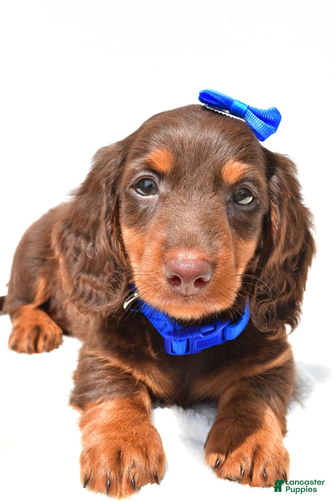 Miniature Dachshund dogs for sale: Lucky - Image 9