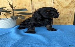 Cocker Spaniel dogs for sale: Tara - Image 9