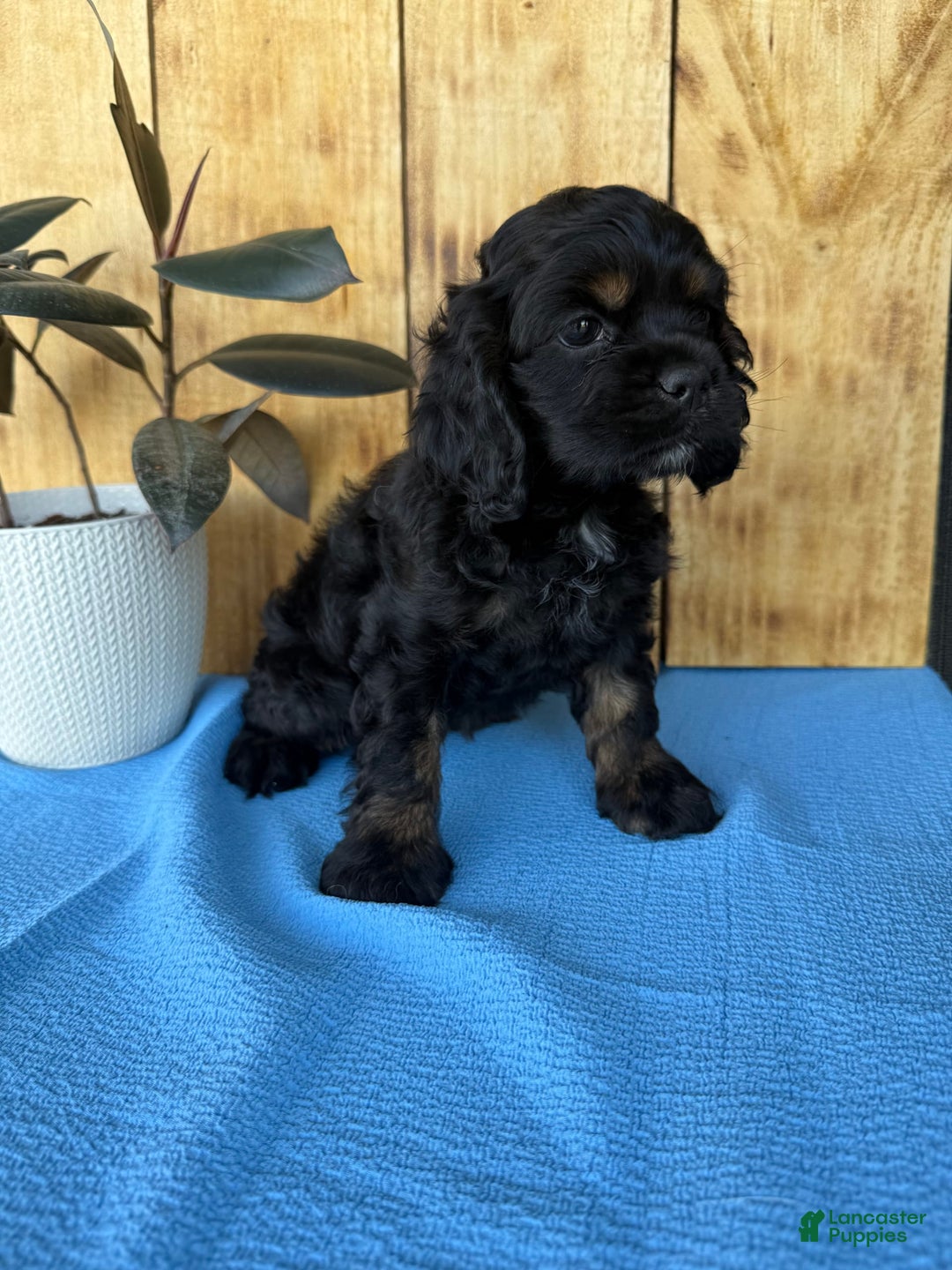 Cocker Spaniel dogs for sale: Tara - Image 9
