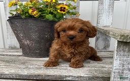 Cavapoo dogs for sale: Peyton - Image 1