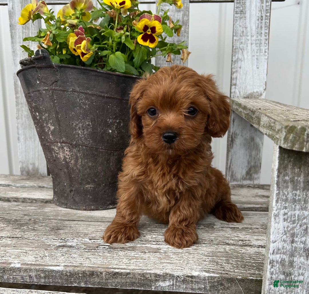 Cavapoo dogs for sale: Peyton - Image 1