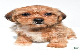 Shorkie dogs for sale: Wonder - Image 3