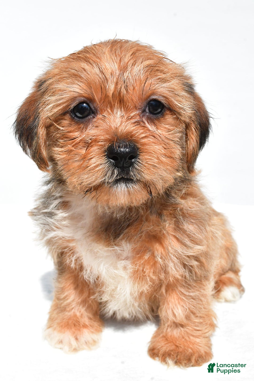 Shorkie dogs for sale: Wonder - Image 3