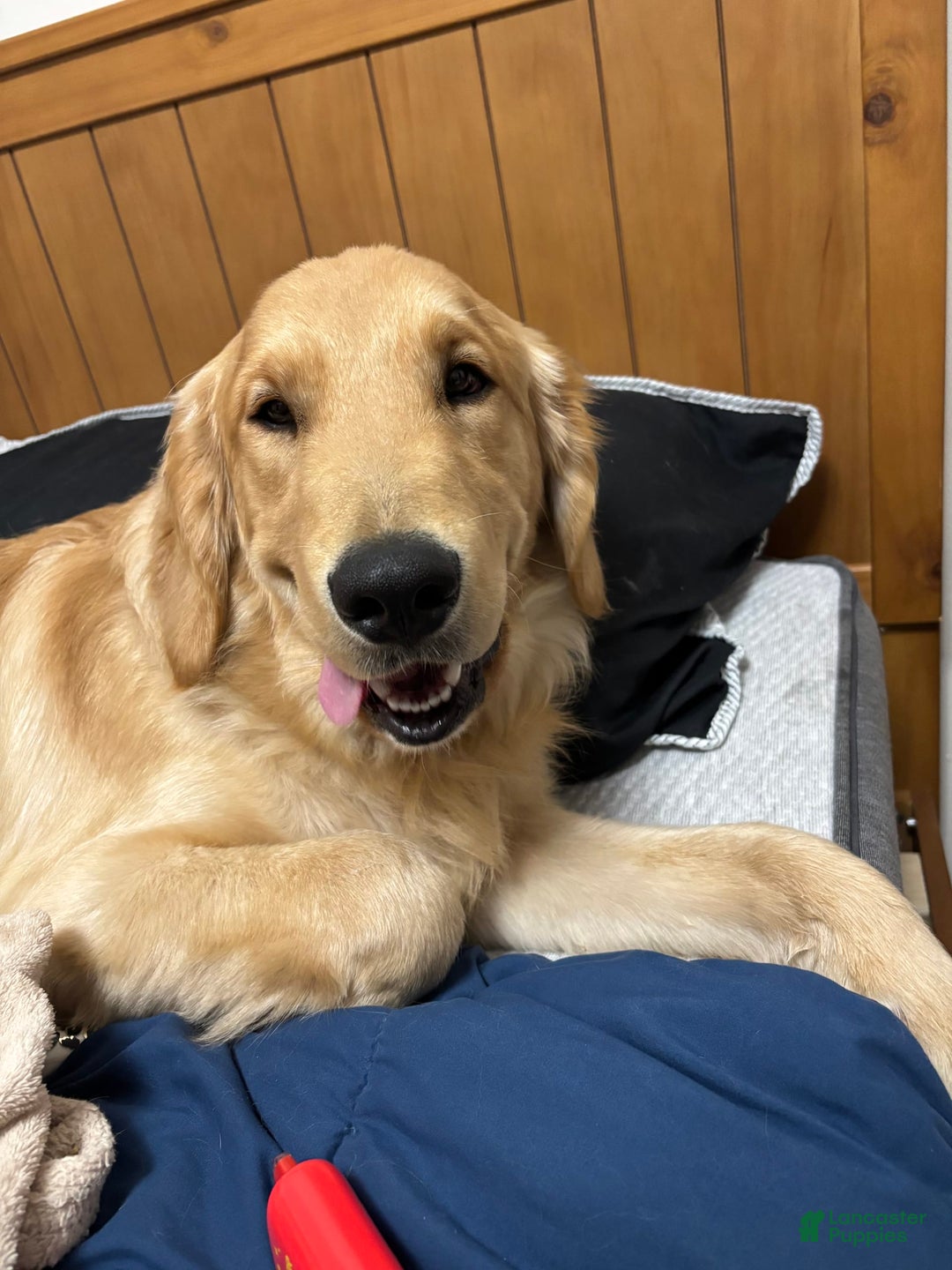 Golden Retriever dogs for sale: No Name - Image 4