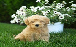 Mini Goldendoodle dogs for sale: Lexi - Image 1