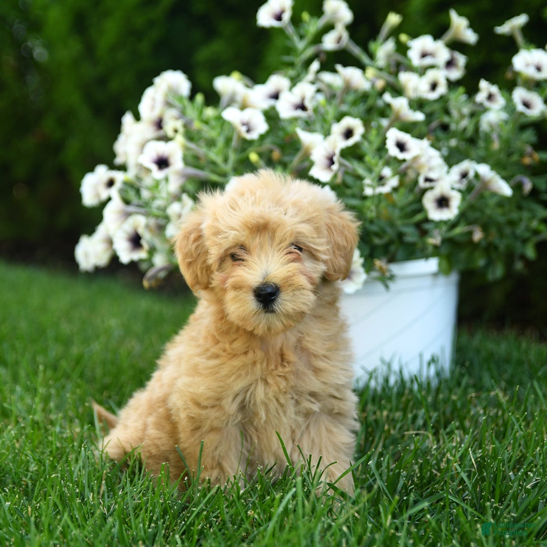 Mini Goldendoodle dogs for sale: Lexi - Image 1
