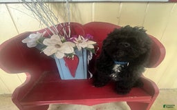 Cockapoo dogs for sale: Mickey - Image 2