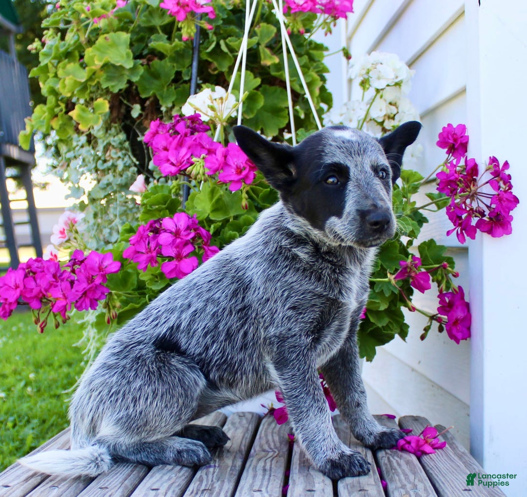 Australian Cattle Dog dogs for sale: Beauty - Image 5