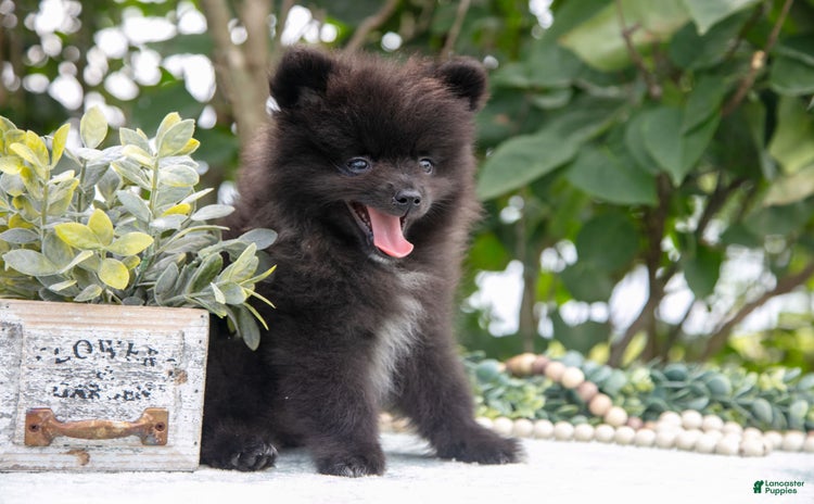 Pomeranian dogs for sale - Ad 5