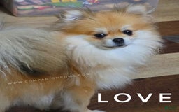 Pomeranian dogs for sale: Purse Pom - Love - Image 5