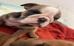 English Bulldog dogs for sale: Juan - Image 2