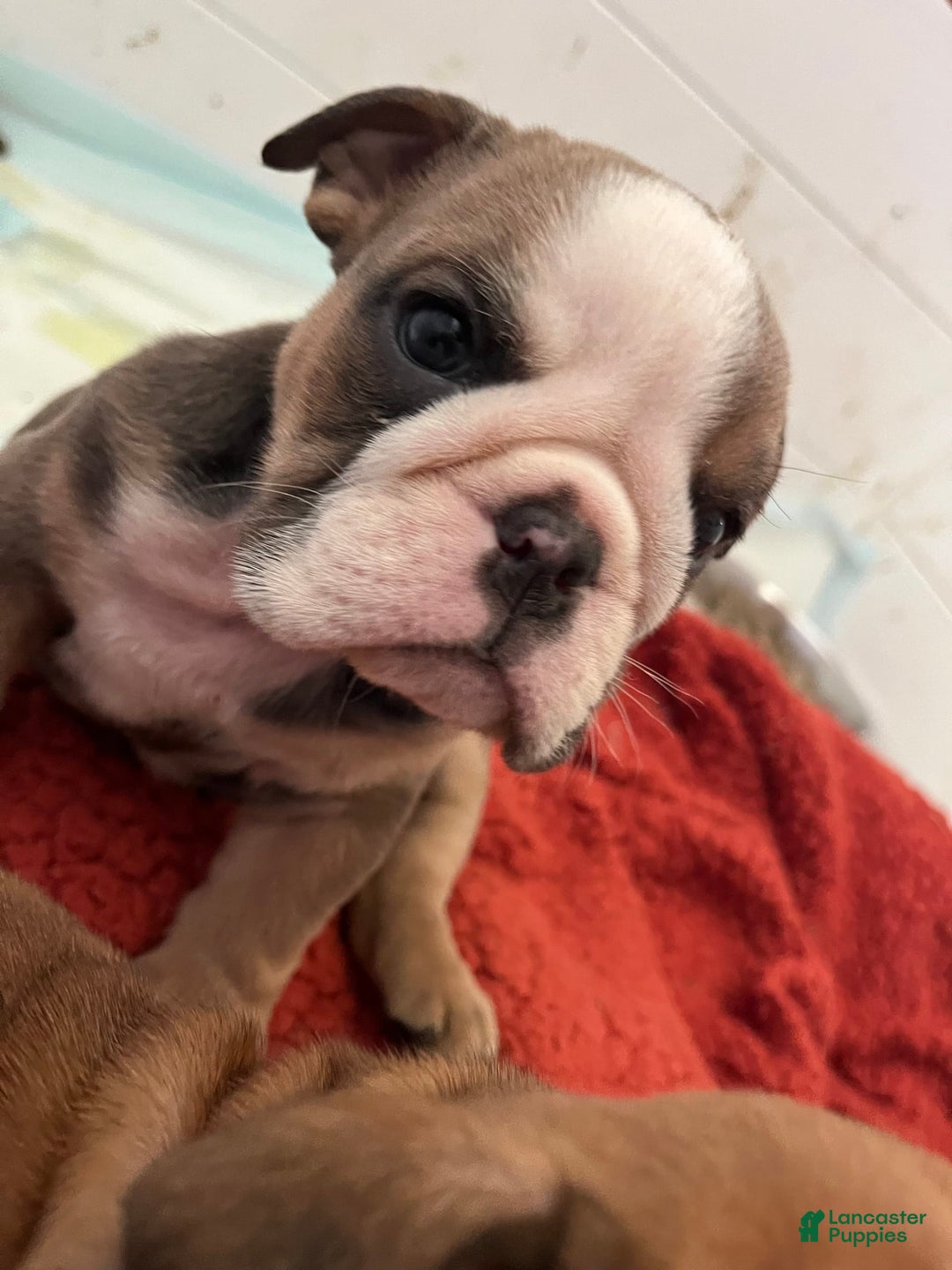 English Bulldog dogs for sale: Juan - Image 2